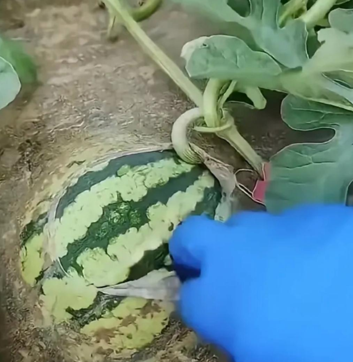 这样的西瓜能甜吗！哈哈哈哈 [大笑][大笑][大笑][大笑][大笑]