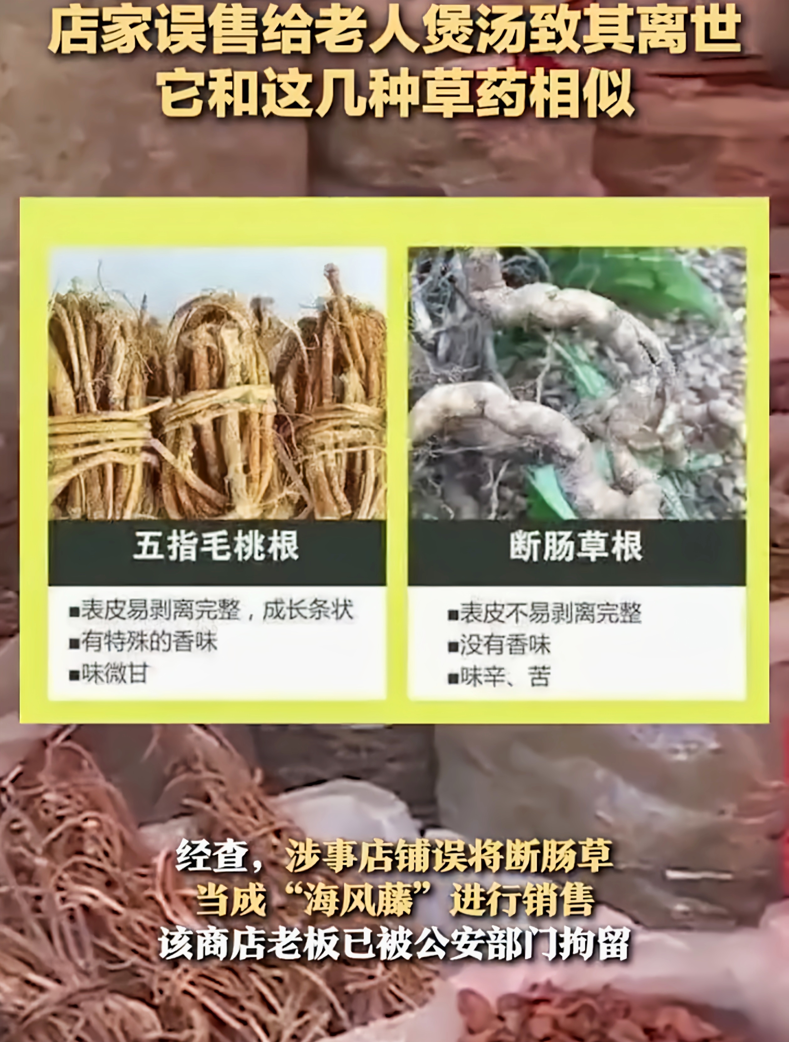 肇庆“海风藤”变断肠草致老人身亡悲剧