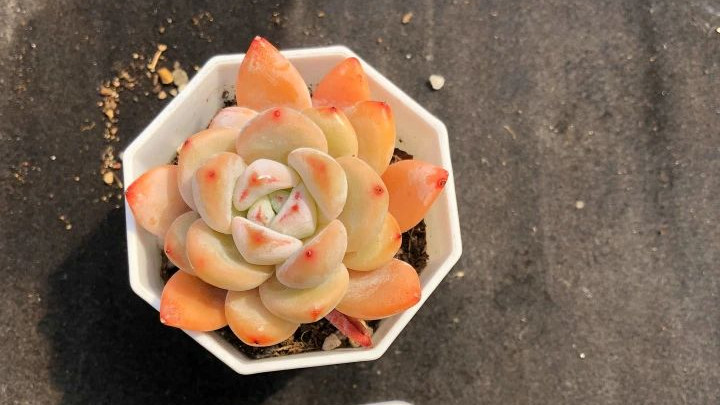 多肉植物，肉肉的可爱，养眼又养心。