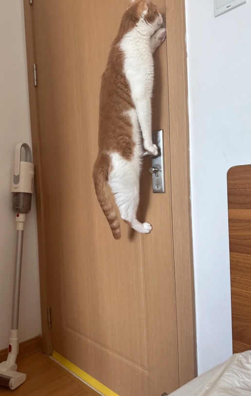 你家猫也会开门吗？