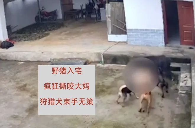 4人带猎狗追撵野猪进入农户院子，76岁老人遭攻击身亡