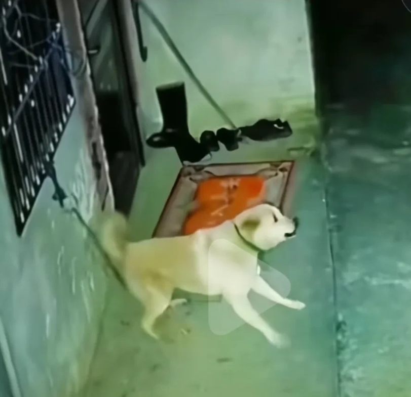 凌晨三点，拴着的狗狗突然发飘，惊吓得拼命挣脱绳子。主人下来查看情况，并未发现异常