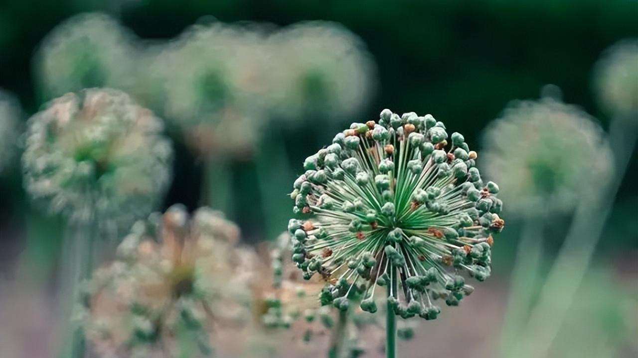 7味药，中药界的“西地那非”！60宝刀不老