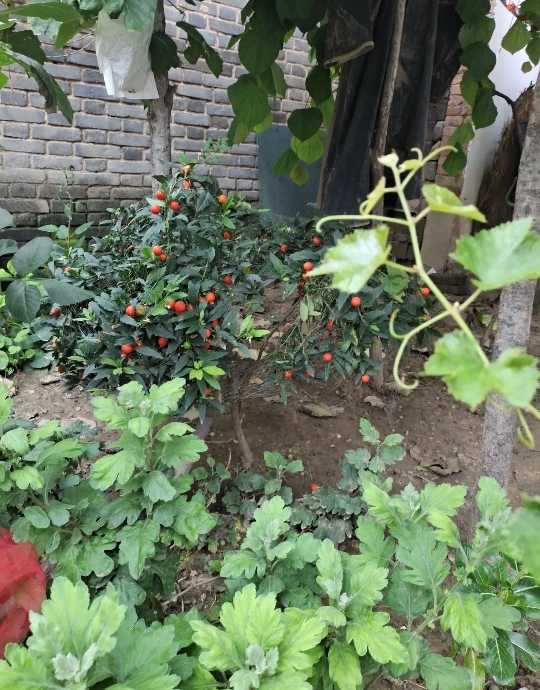 刚放假回老家第一天，我堂弟就跟我二婶大吵了一架，原因是他想国庆出去旅游，却只带继