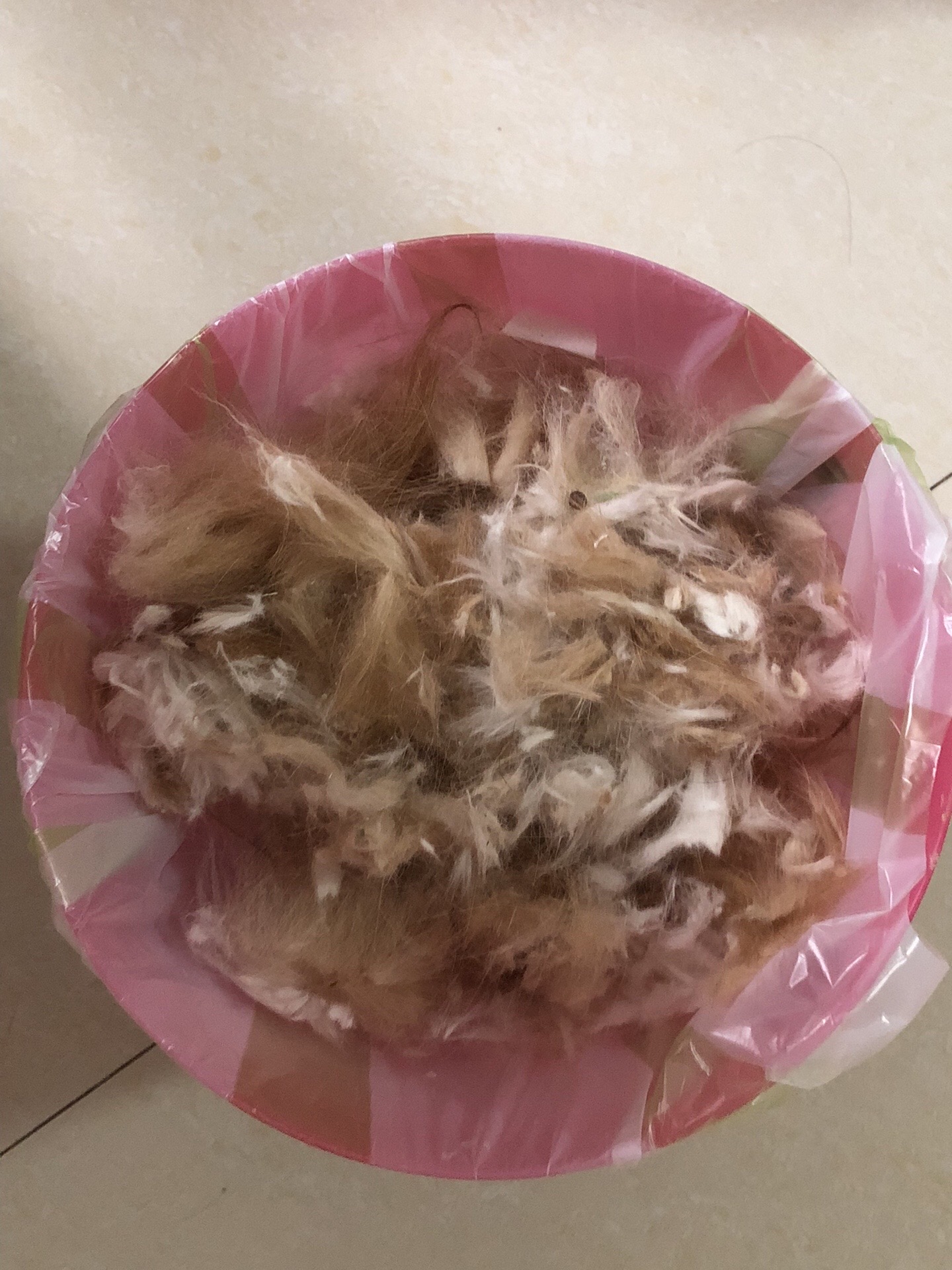 救助回家的流浪口炎猫，胆小怕人怎么剃毛？