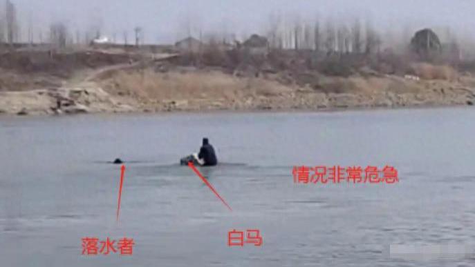 救人白马离世！网友还吐槽被救一家从没来看望？专家揭露去世原因