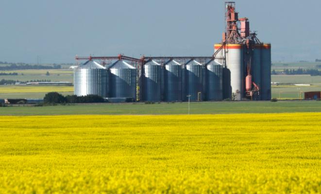 加拿大纳闷：中方哪来的底气制裁菜籽油？

在加拿大歧视性的对华发起电动车征税后，