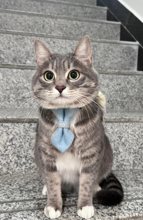小馋猫有多搞笑！