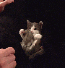 我要你这猫咪有何用