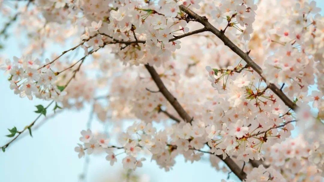 都江堰春日赏花，花海绽放迎春来