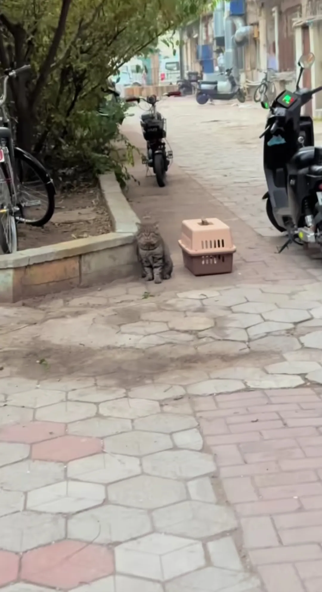 又一只被遗弃的猫咪
