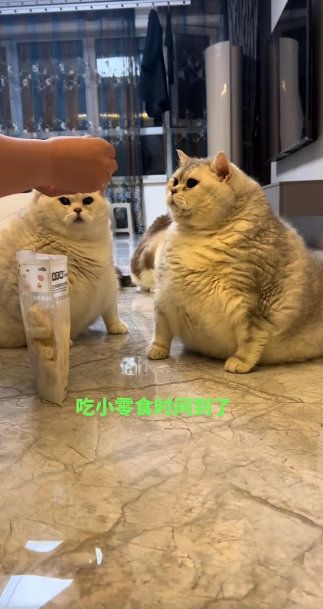 这猫咋能胖成这样