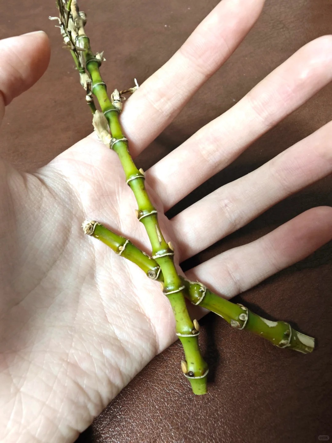 爬山撇了两颗 不知道可以拿来做点什么