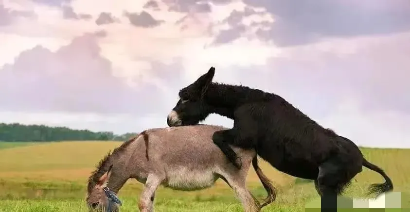 辽宁，老汉家的母驴到了发情期，他便带着去找邻居家的公驴配种。不料，配种过程中，公