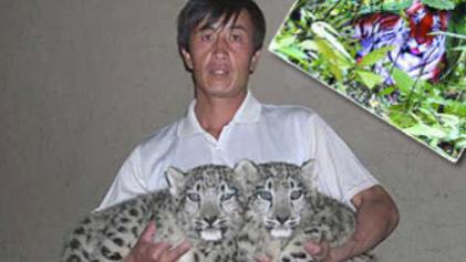 高原牧民捡回两只“猫”，养大后却吃起了羊，谁曾想竟是雪山之王
