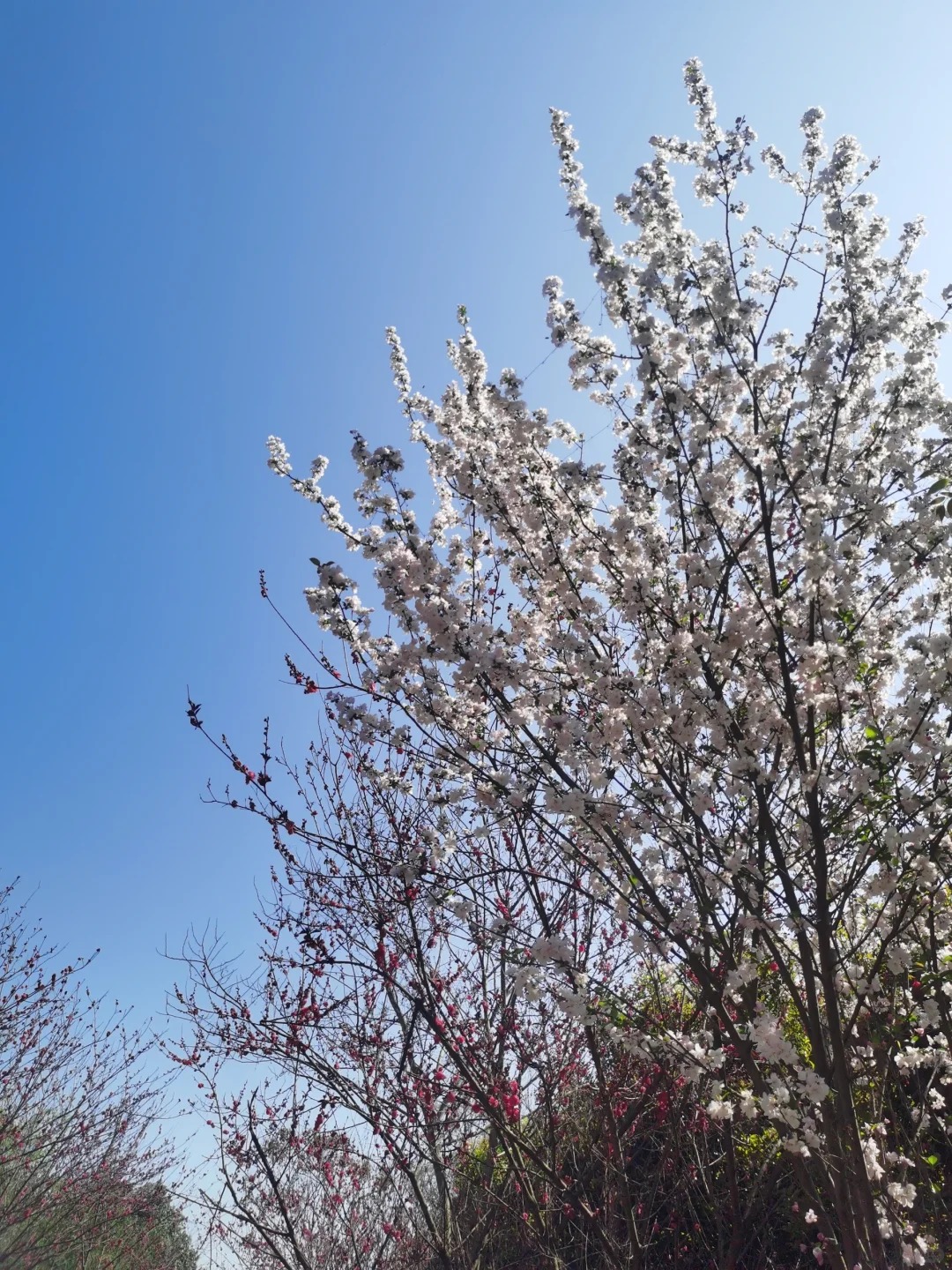 属于成都七中的Spring Day
春游！好耶！虽然是真的热和晒而且野炊的地方是