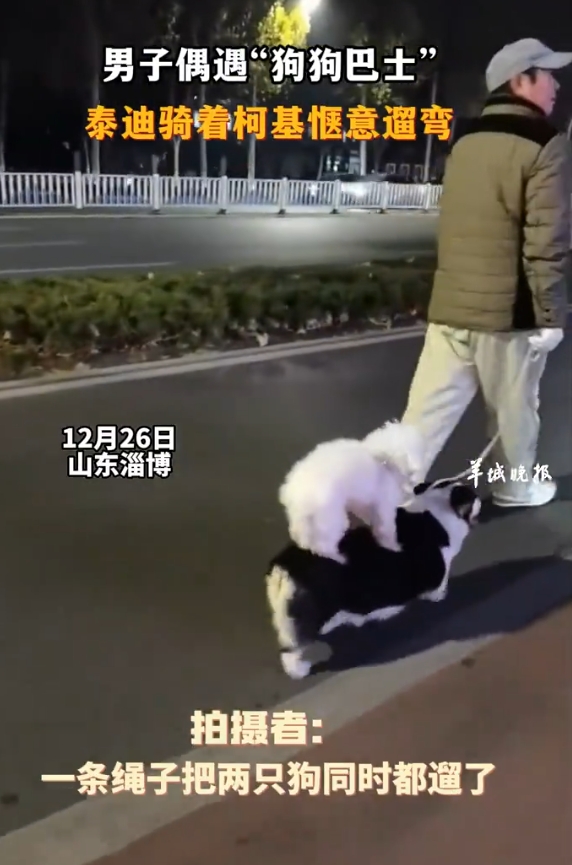 泰迪骑着柯基遛弯