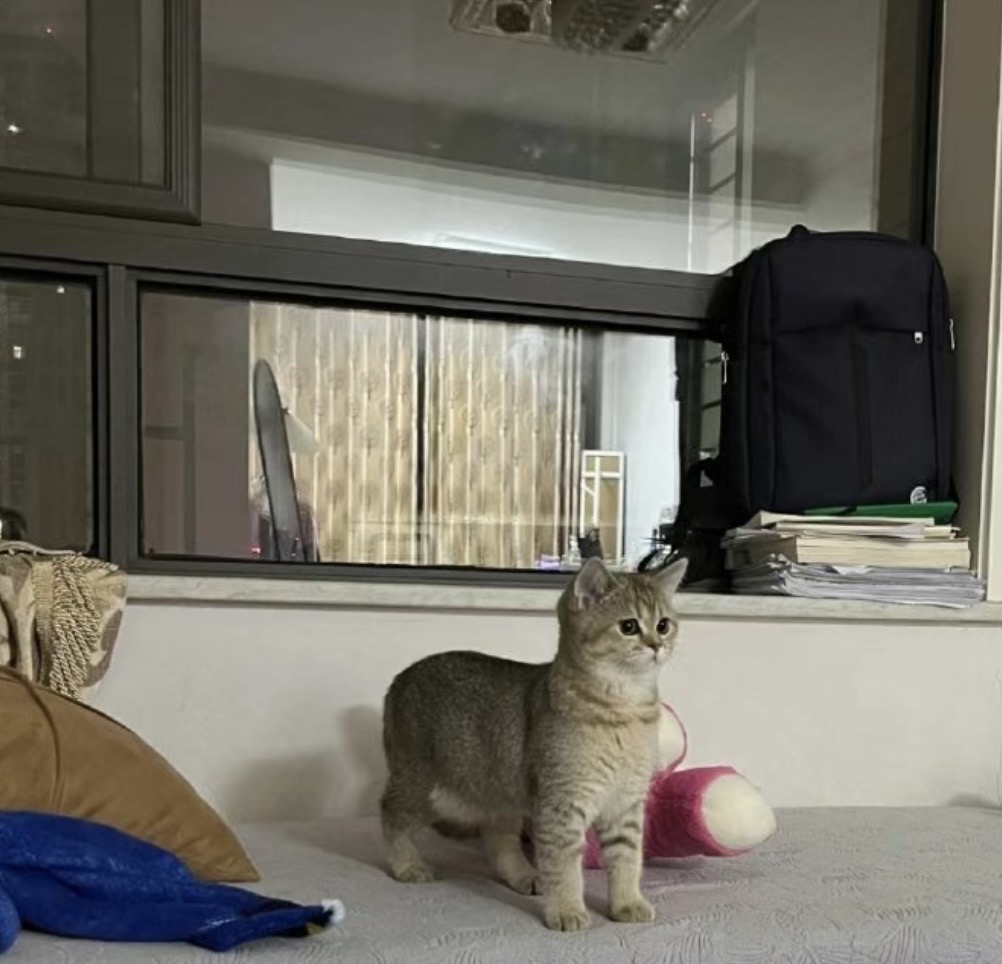 这小猫怎么这么像羊驼