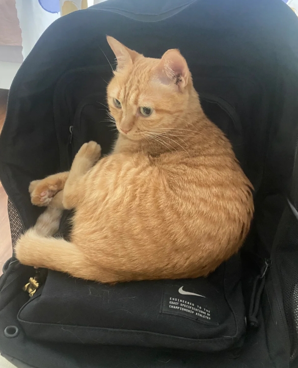 猫孩子经常露出这个眼神是什么意思……

是在对老母亲翻白眼吗？