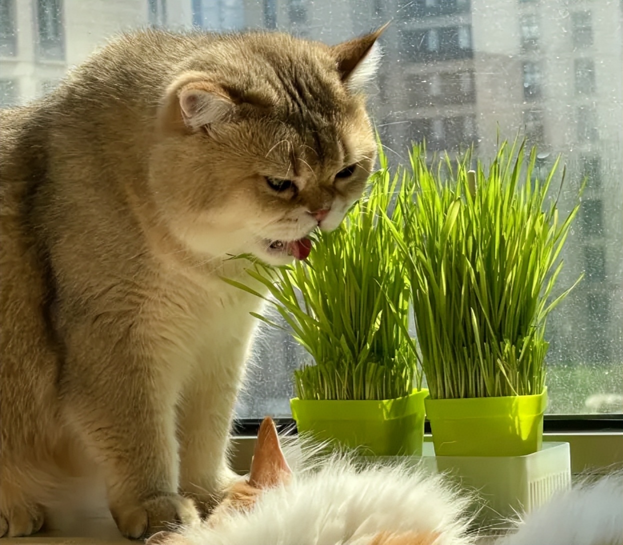 猫咪美食大揭秘，这5种食物让它们欲罢不能！赶紧记下来.