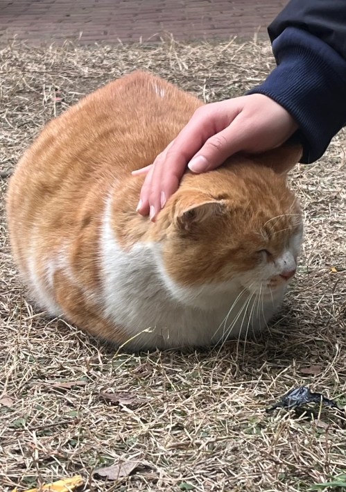 想看大家在学校看到的猫