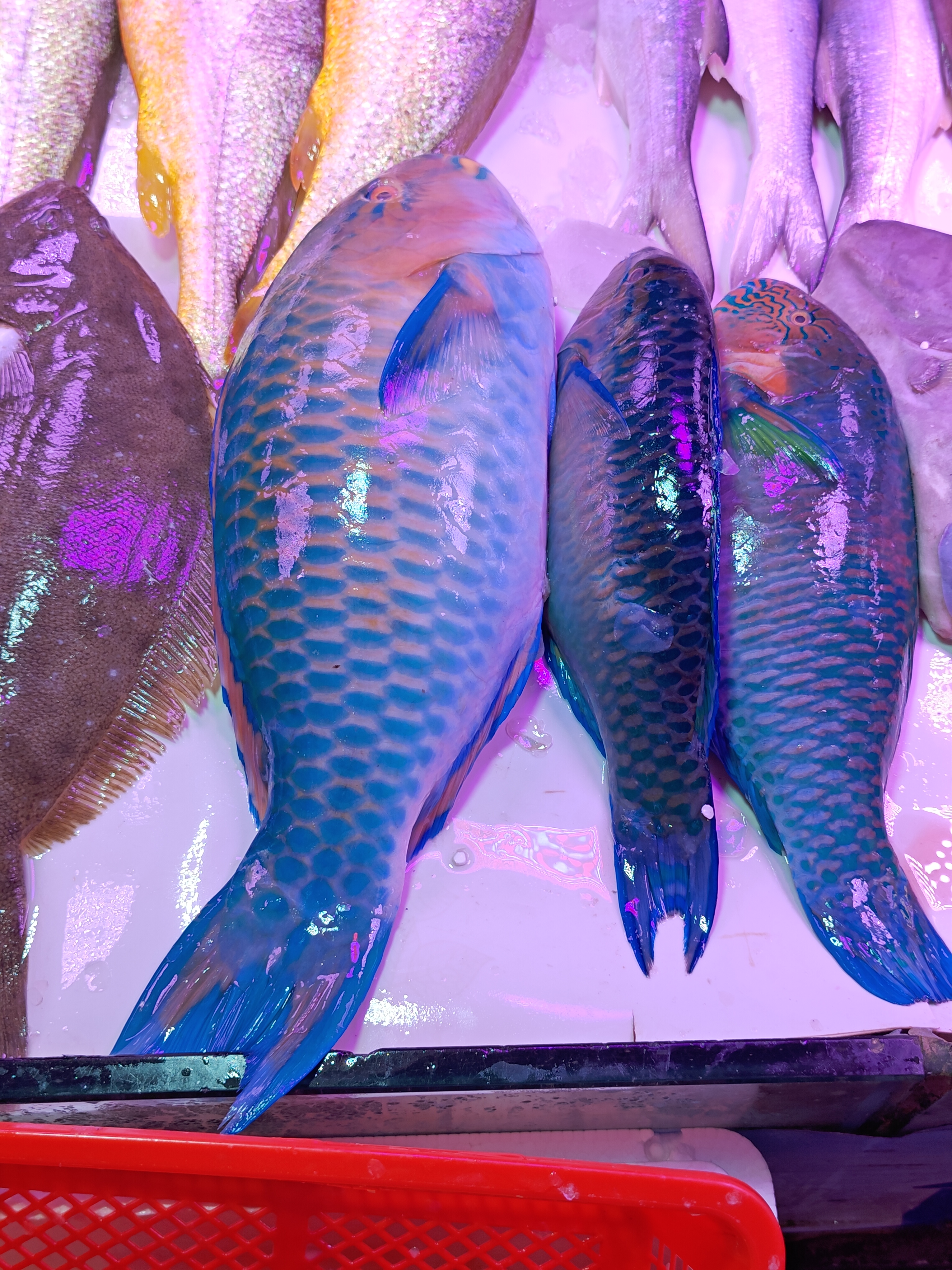 杂衣或彩衣。鹦嘴鱼科的鱼，实在花色多端，食味也多数一般，懒得定种，所以统称杂衣挺