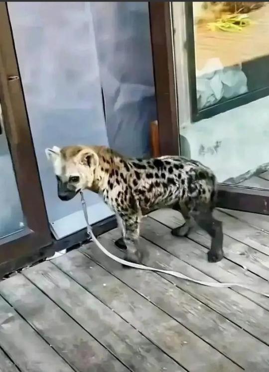 有同情心的我