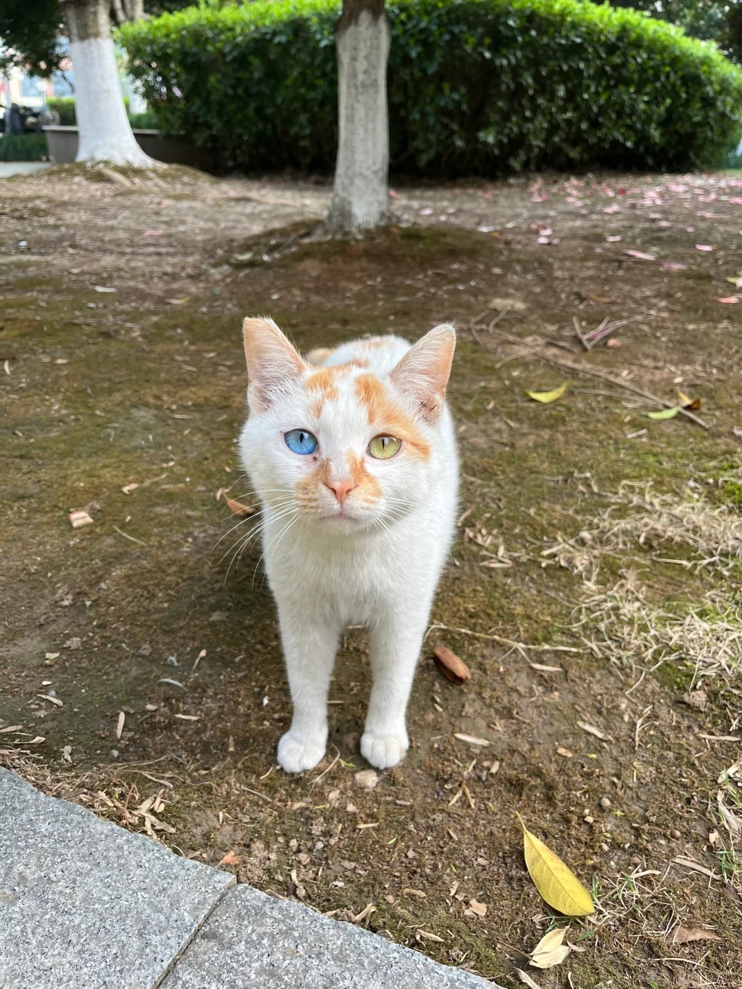宿舍楼下的异瞳🐱