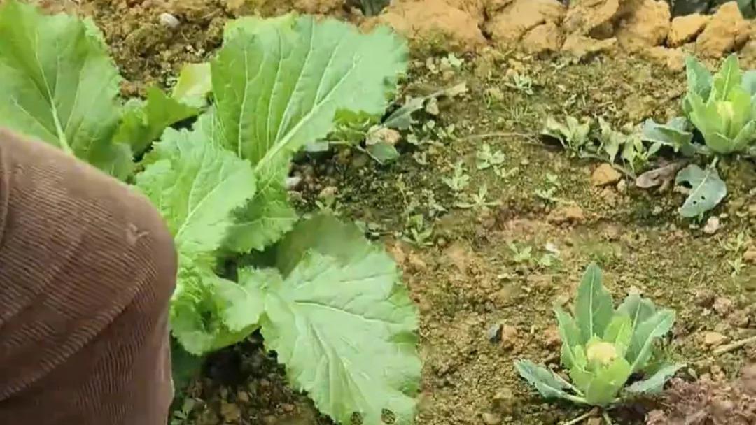 男子种花菜，过几天发现长出一个奇怪的花菜，瞬间目瞪口呆