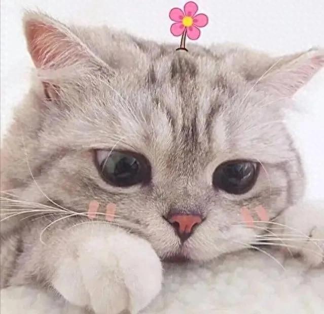 揭秘猫咪六大“迷惑行为”：背后的真相竟如此温馨！