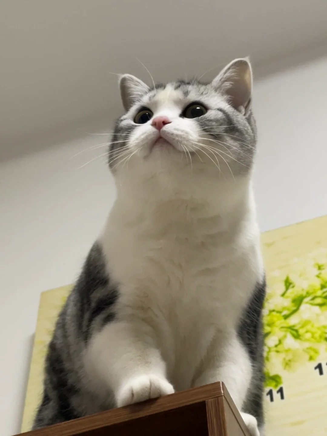 像不像猫咪版美神🐱🧚🏻‍♀️喵喵喵
