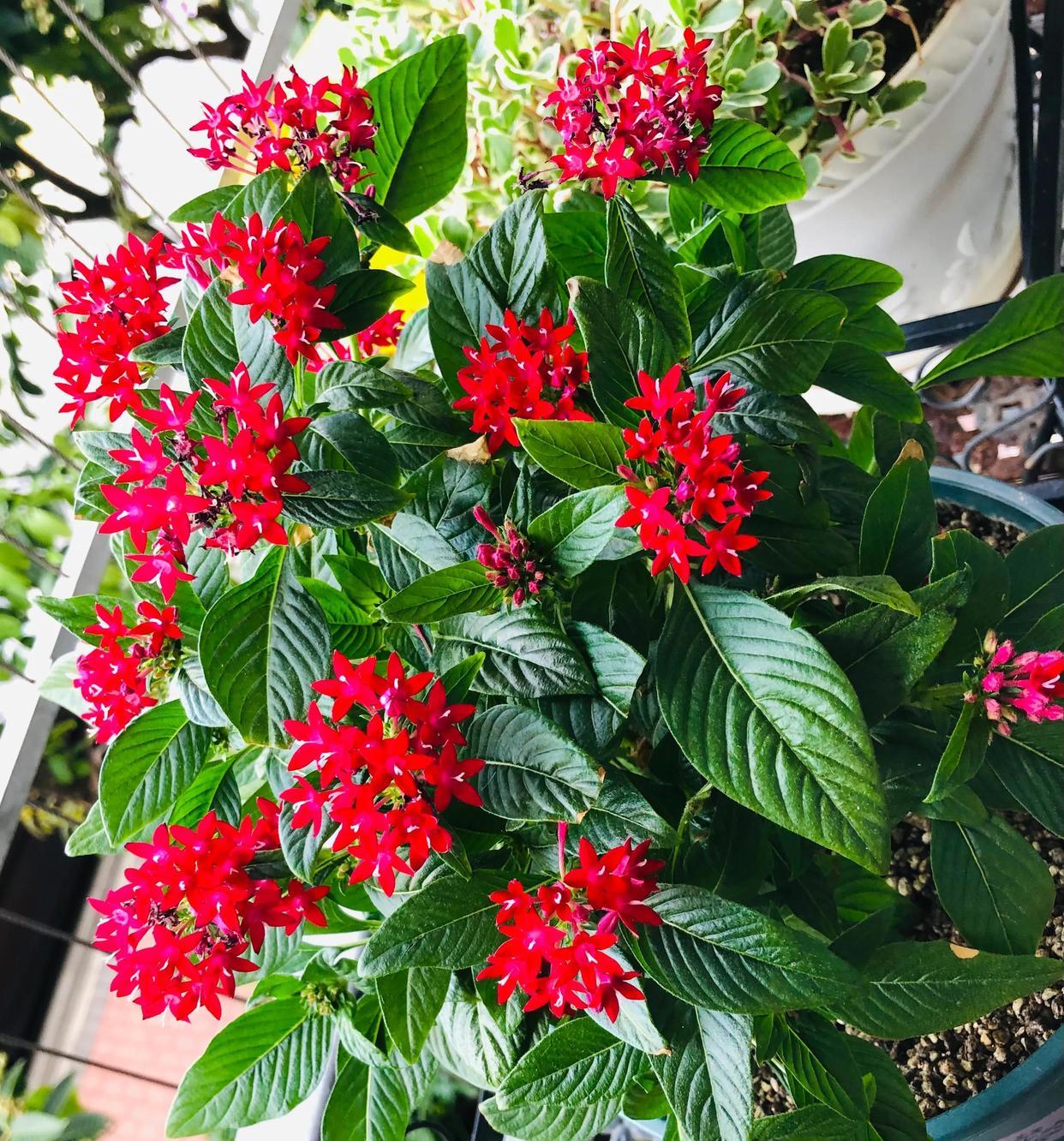 




繁星花盛开，犹如漫天星辰，坠落凡间，群星闪耀
这就是繁星花，自开春以来