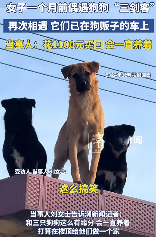 近日，山东济南一女子一月前偶遇狗狗“三剑客”，再次相遇它们已在狗贩子的车上，当事