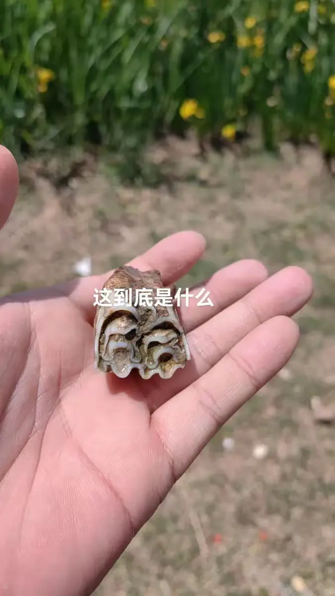 有人向我出价5000，但我并未接受，这究竟是怎么回事？