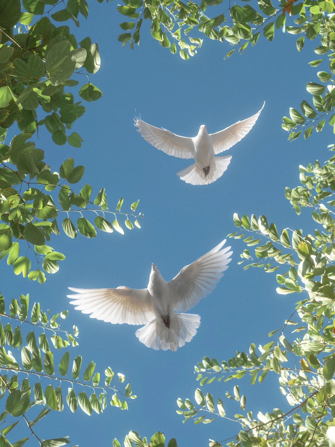 镜头下的春和景明 | 万物与我都是自由诗。
📷🌿
总以为春天遥不可及，
低头