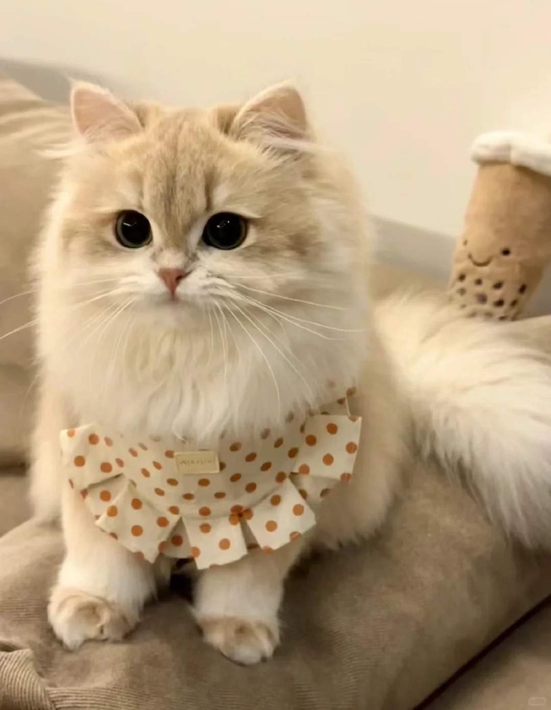 有没有图中类似的猫猫出售呀
浙江的想养小猫，矮脚米努特或者长毛蓝金渐层，烤面包
