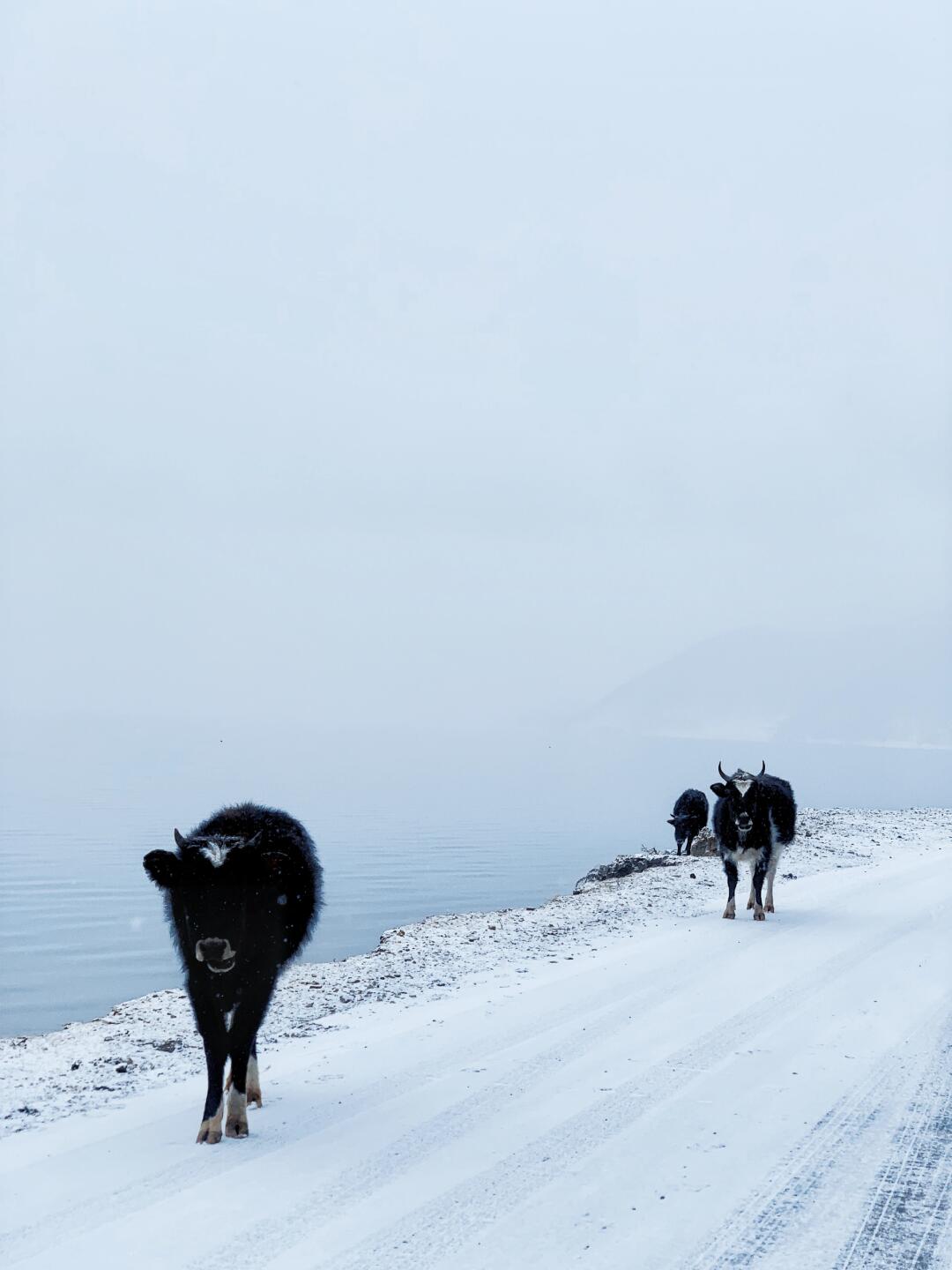 去香格里拉看雪