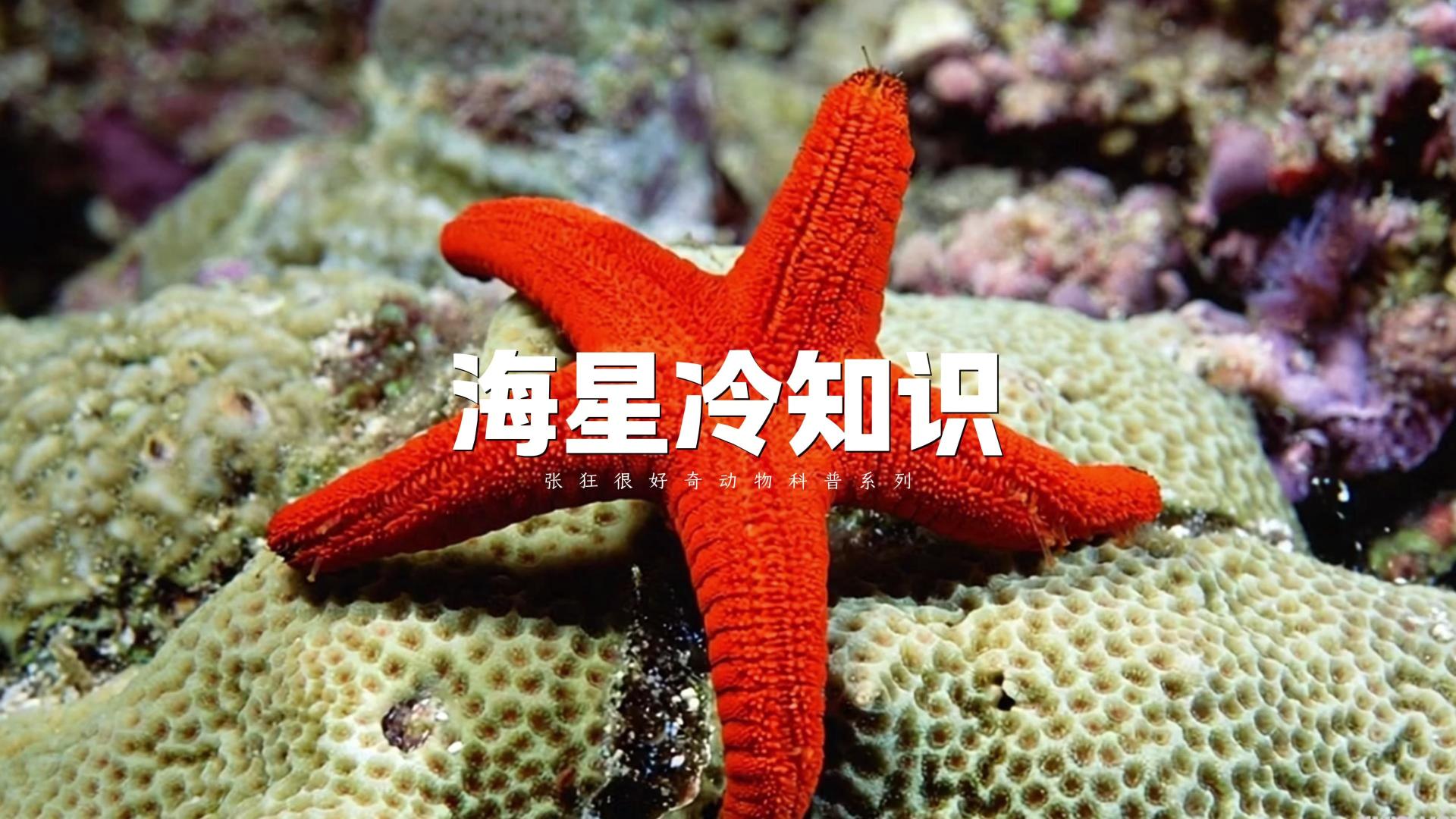 海星冷知识——海星没有大脑和血液