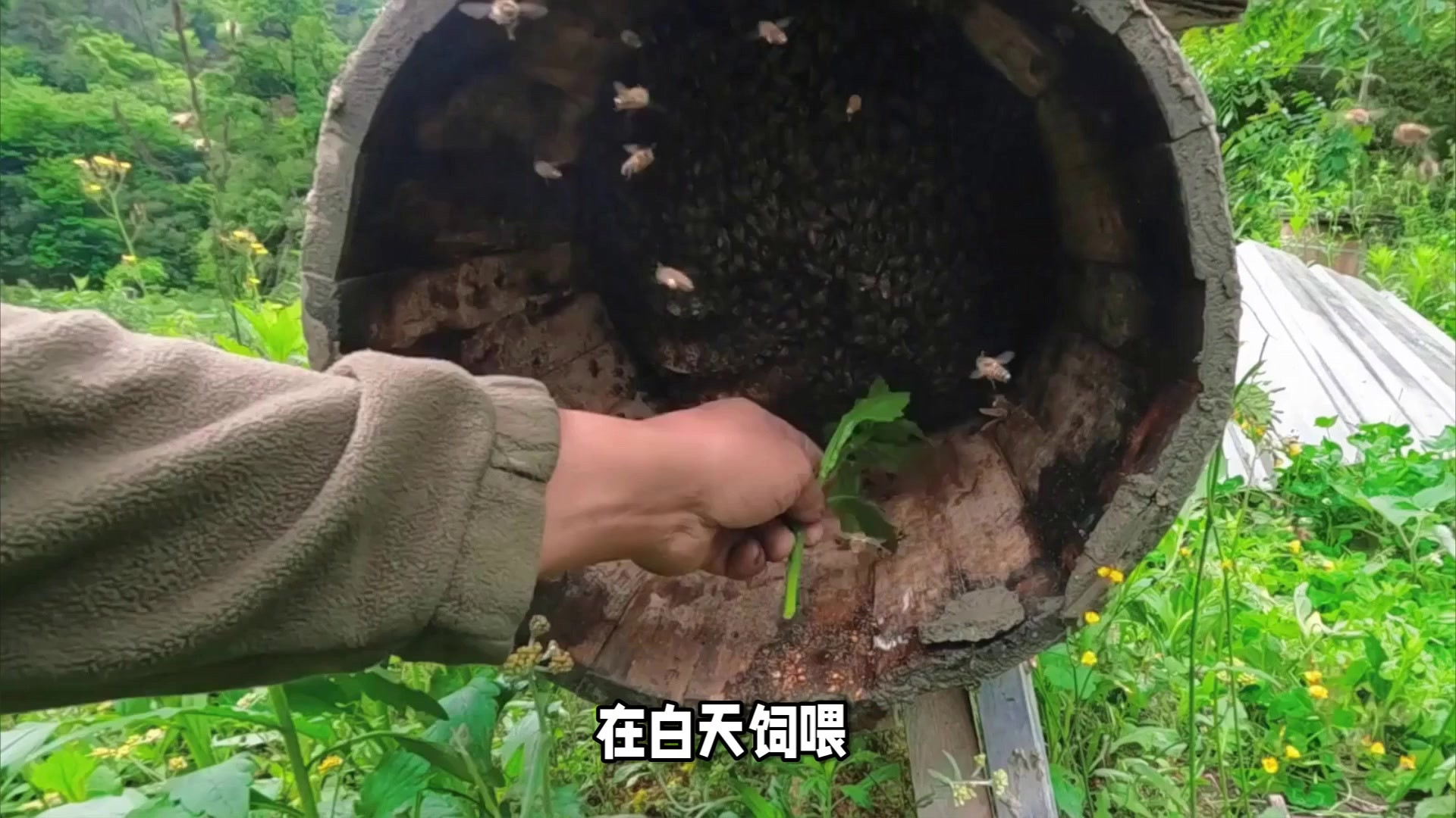 养蜂人必看，收养蜜蜂难长，要想留住蜜蜂，蜜源与饲喂对蜂群影响