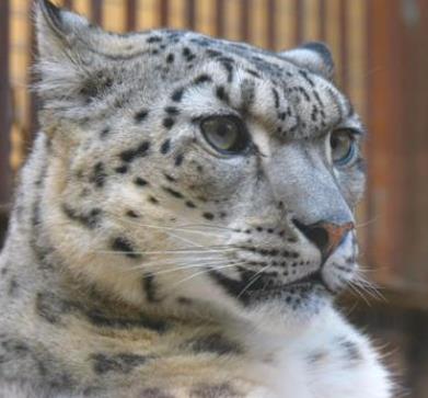 2017年，青海一牧民发现一只雪豹，后半身瘫痪，无法行动，他片刻不敢耽误，先是报