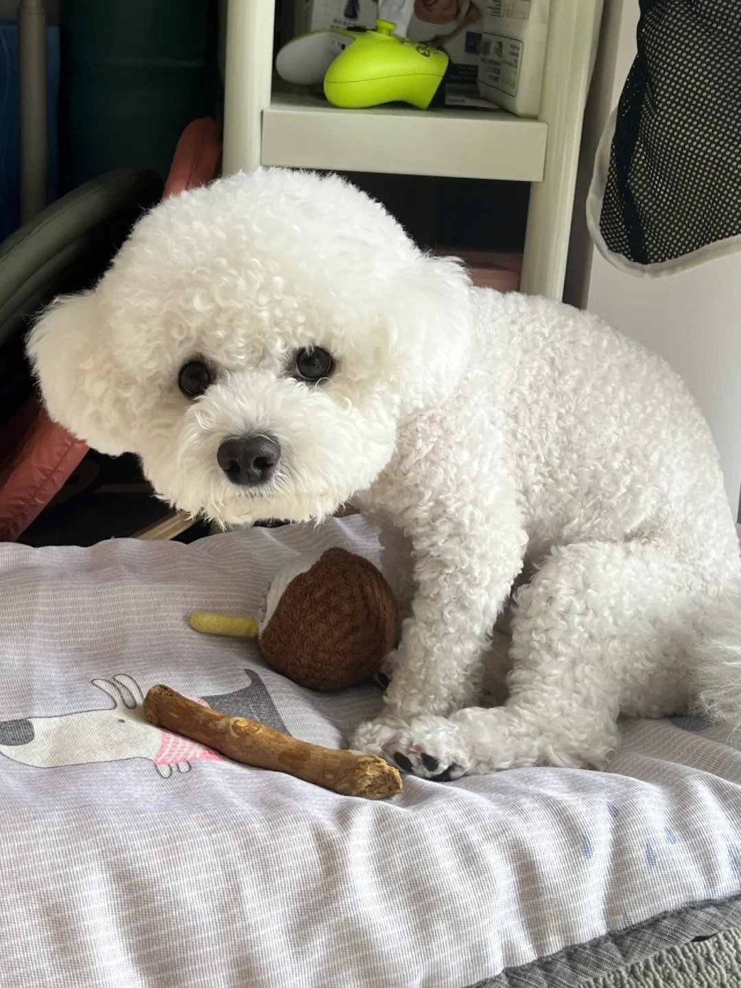 偷感很重的比熊
是悄咪咪偷走磨牙棒的小团呀❤️