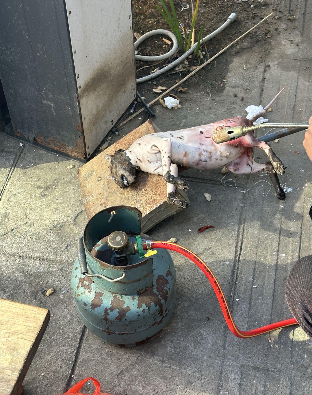 今日趣闻：头一次看到吃这个的，惊呆了老铁！！哈哈哈哈哈，大笑！