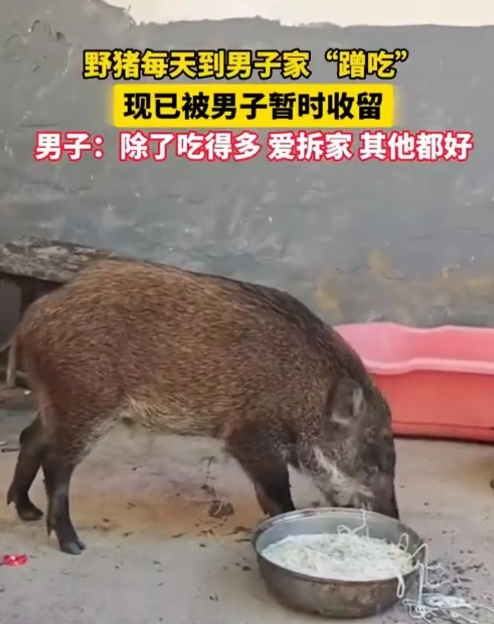 野猪连续6天上门蹭饭，被养成了宠物猪。当事人罗先生：我喂东西给它吃，它就天天来，