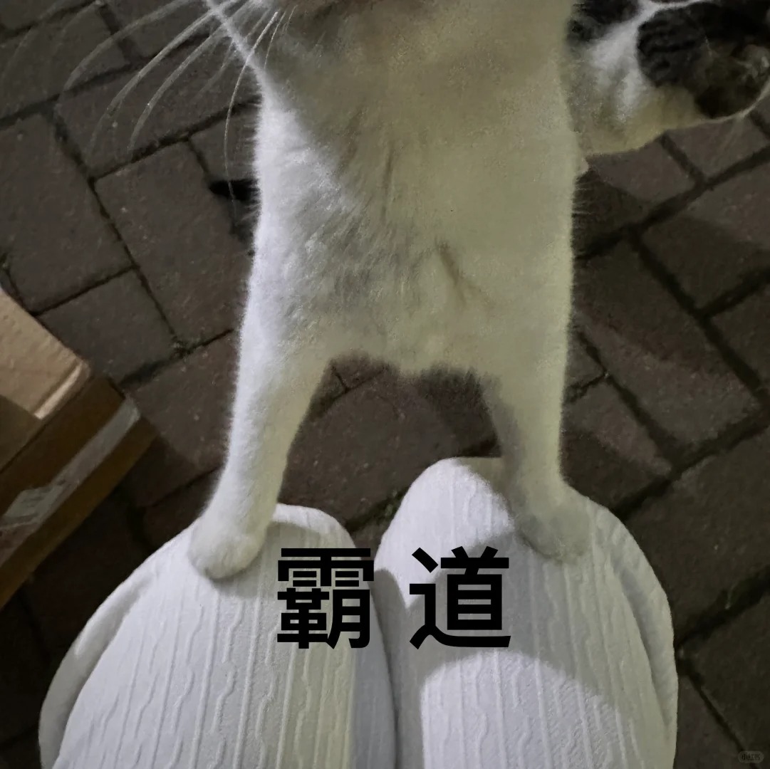 宝宝🥹你真的要站在我的白裤子上面吗