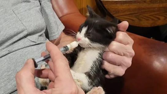美国夫妇收养虚弱奶牛猫，一周后引全州戒严，700万人恐面临风险