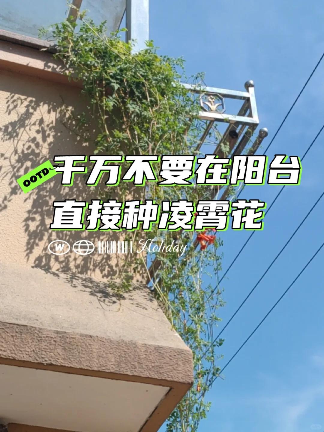 “旱不死”的4种花，却“一冻就死”