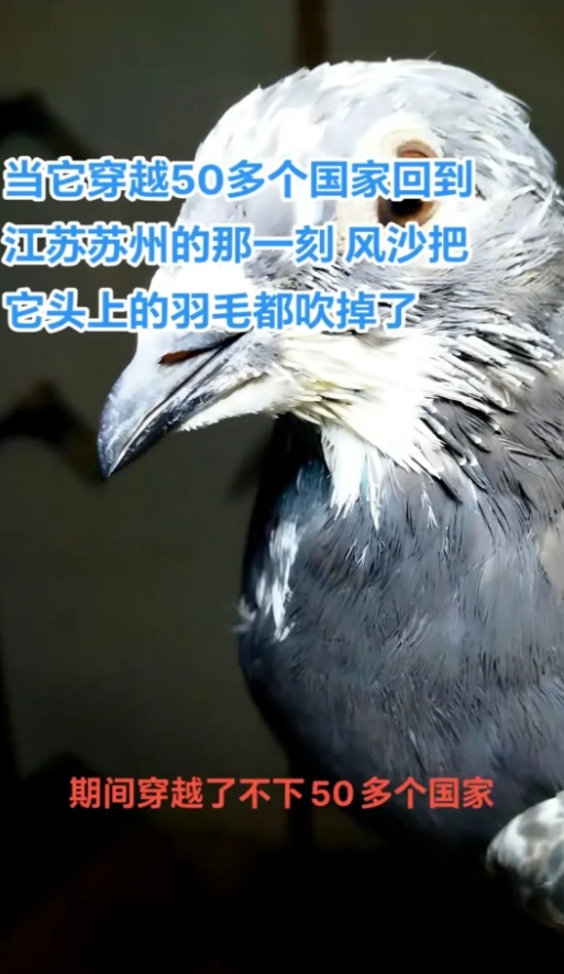 主人把信鸽卖给加拿大一个朋友，经过2年多，信鸽飞跃50多个国家，终于又回到了家！
