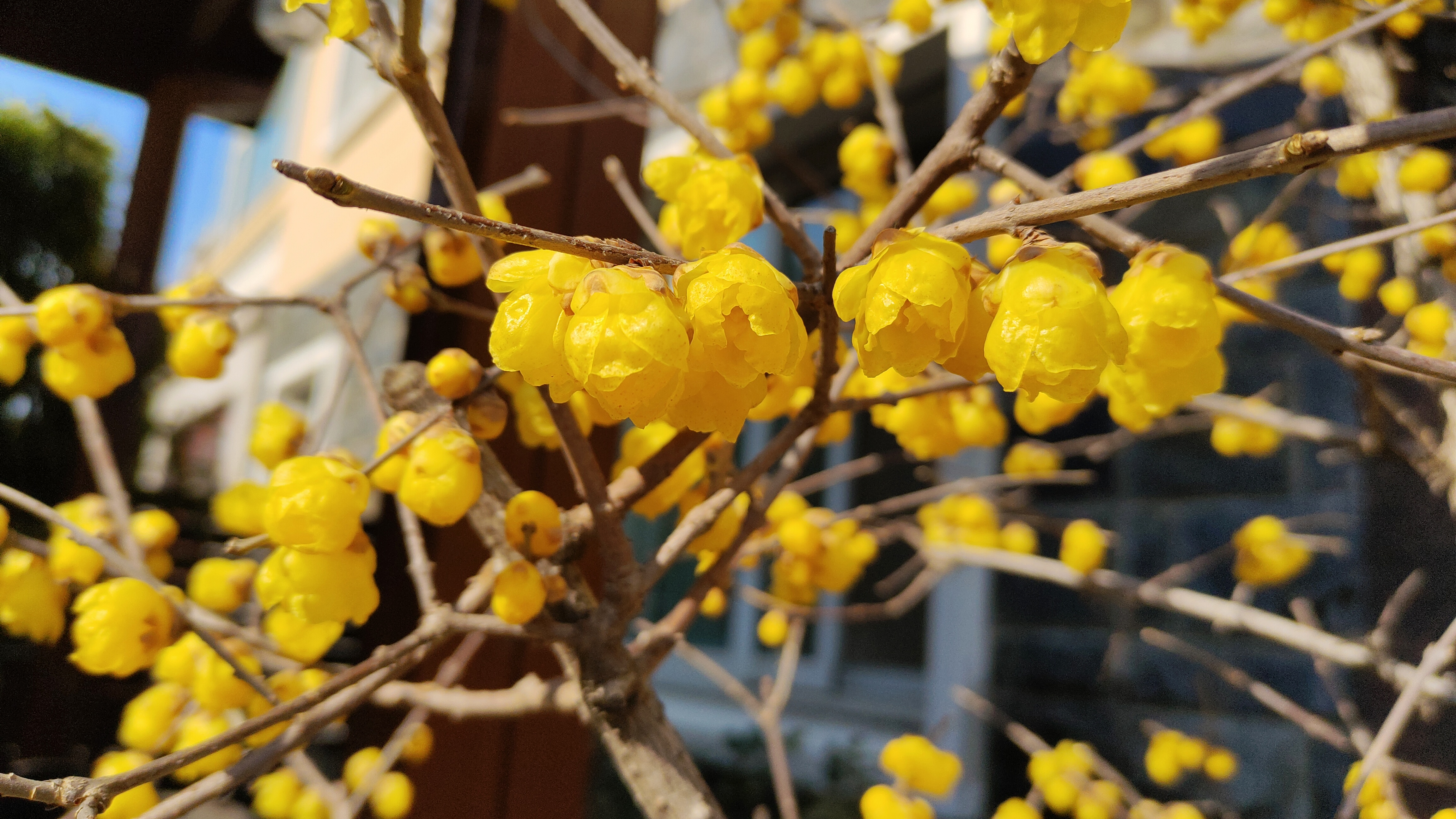 腊月里的花香~腊梅花