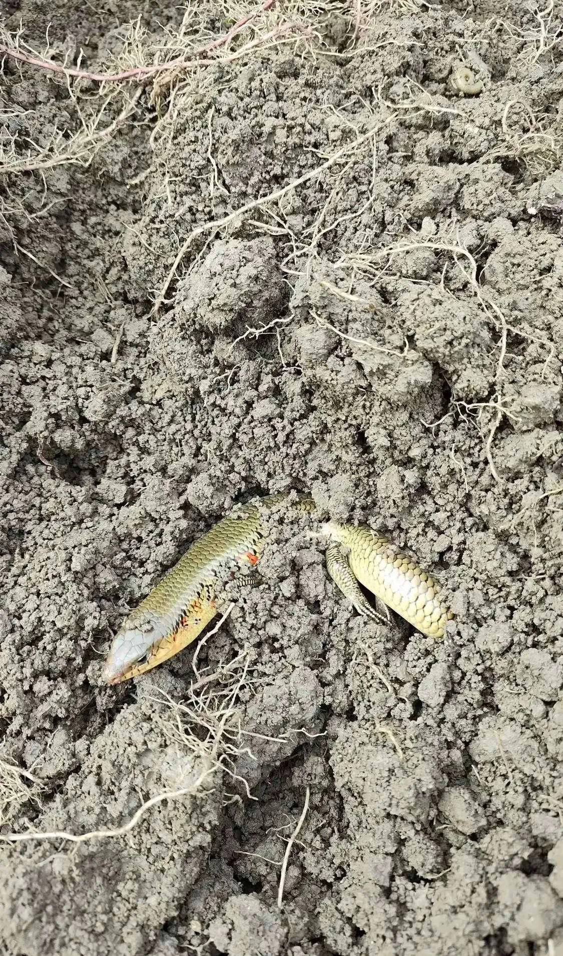 这是什么动物？[？？？]​​​