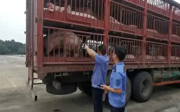 贵州六盘水，男子购运19头生猪，被动卫服务站以违法调运生猪为由，全部没收，并处罚